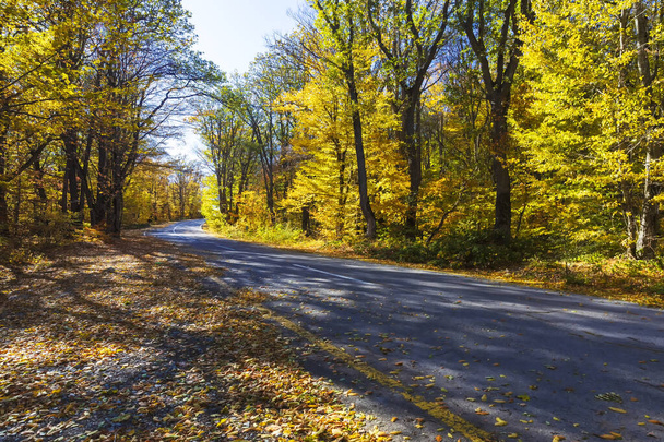 Górska droga przez jesienny las - Zdjęcie, obraz