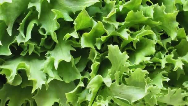 endibia rizada (aka frisee) hojas de ensalada verde útiles como fondo - Metraje, vídeo