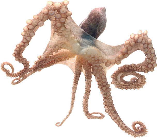 Octopus - Photo, Image