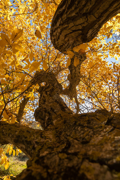 黄色の葉で秋に身を包んだ美しいクルミの木は、スペインのサラゴサのシンコヴィラ地域で、オーレスの小さな町の近くの日当たりの良いフィールドの間で沈黙の中でポーズ. - 写真・画像