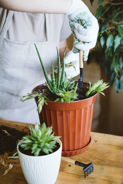 Home garden. Houseplant symbiosis. How to Transplant Repot a Succulent, propagating succulents. Woman gardeners hand transplanting cacti and succulents in pots with aloe - Foto, Imagen