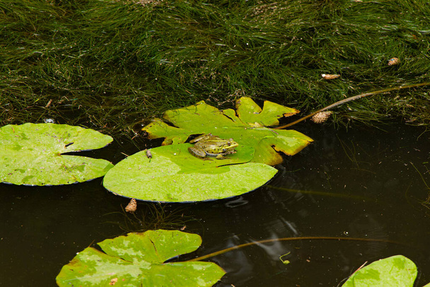 žába na lilie opustit rybník nádrž fauny zvíře divoký život scénický pohled příroda fotografie koncept - Fotografie, Obrázek