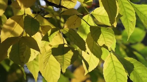 Een tak met vallende gele bladeren zwaait in de wind in de achtergrondverlichting. Fijne herfst. - Video