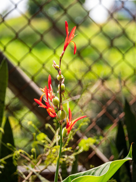 Červený květ, který klíčky v zahradě známé jako indické Shot, africké Paragon, jedlé Canna, fialové Paragon nebo Sierra Leone Parrowroot (Canna indica) - Fotografie, Obrázek