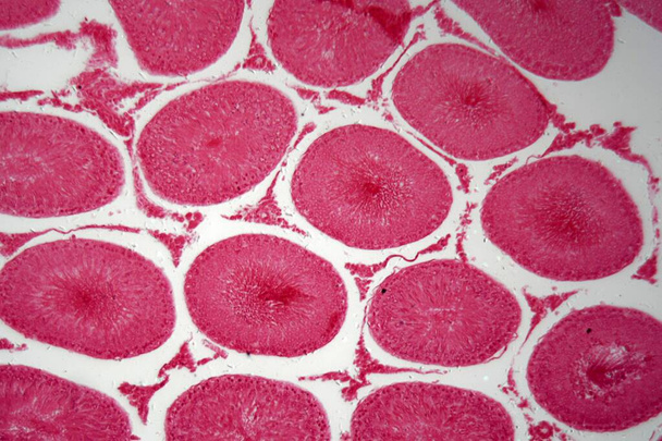 Mikroskopfoto eines Schnitts durch Zellen der Kaninchenhoden - Foto, Bild