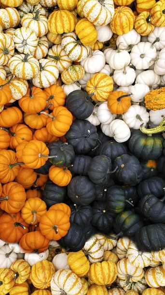 background from a variety of pumpkins. view from above. - Φωτογραφία, εικόνα