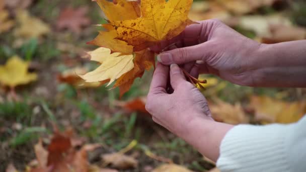 Großaufnahme Frau sammelt einen Strauß abgefallener gelber und roter Ahornblätter. froher Herbst. - Filmmaterial, Video