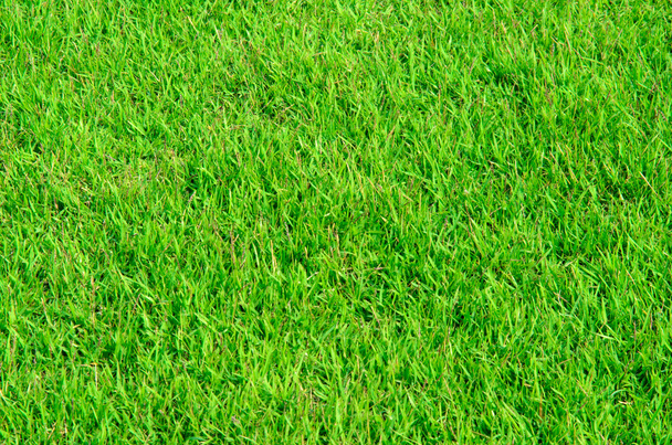 Groene grasachtergrond - Foto, afbeelding