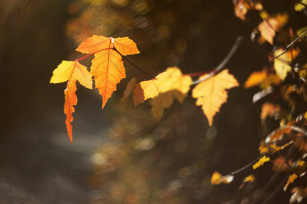 Lo scorso autunno lascia in colore giallo brillante con bel bokeh. Giornata di sole in campagna. Copia spazio - Foto, immagini