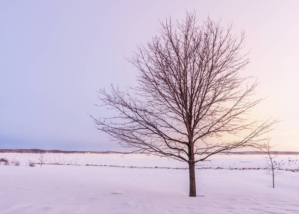 Ηρεμία χειμερινό ηλιοβασίλεμα ενός αγροτικού δέντρου σε μια κρύα, κρύα, ημέρα της Charlottetown, Prince Edward Island, Καναδάς - Φωτογραφία, εικόνα