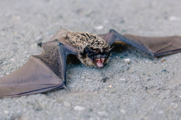 The bat lies on the asphalt. A mouse with black wings fell to the ground. Carrier of the disease. He wants to bite. - Photo, Image