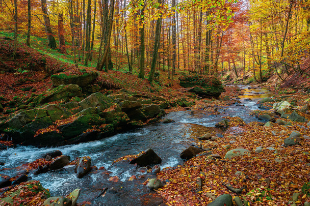 秋の森の渓流。岩の間の水の流れ。カラフルな葉の木。朝の天気は晴れ。美しい自然景観 - 写真・画像
