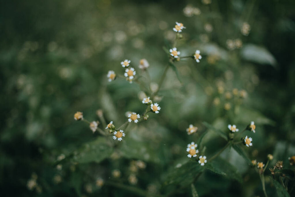 little white flowers in nature over a green background - Foto, Imagem
