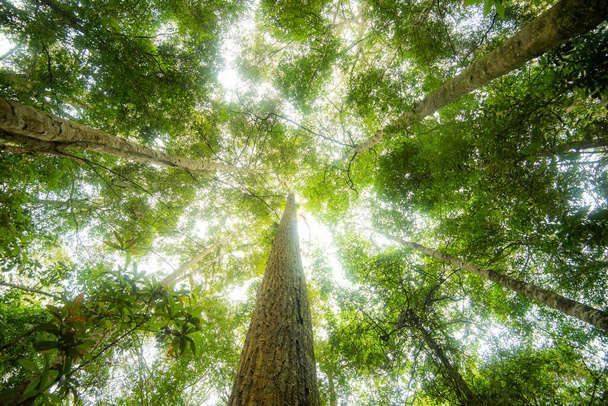 Árbol verde de la selva con hojas verdes y luz del sol y detalle de la planta de la naturaleza en el bosque mirar bajo el árbol / hermosa vista inferior a la parte superior del árbol - Foto, Imagen