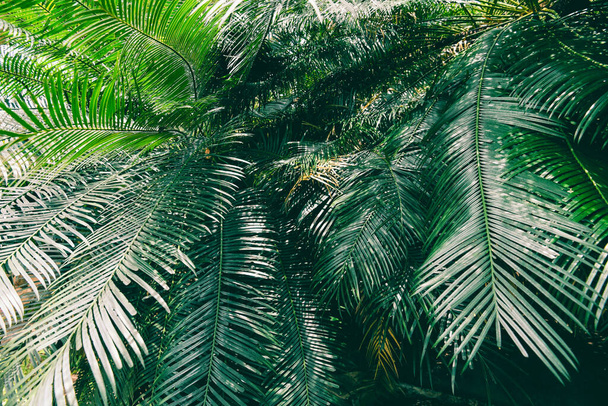Plam deixa padrão verde natural no fundo escuro / Folha bonita na floresta tropical planta selva - Foto, Imagem