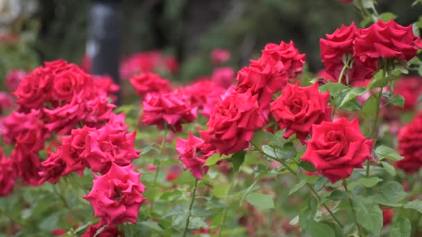 Κόκκινα τριαντάφυλλα κοντά. πολύ όμορφα καλοκαιρινά λουλούδια. - Πλάνα, βίντεο