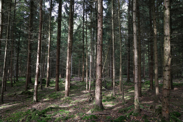 Trunks of trees in a coniferous forest. - Foto, imagen