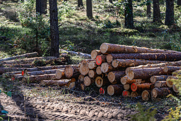 árvore tronco pilhas com uma estrada de floresta enlameada. Logs na floresta. - Foto, Imagem