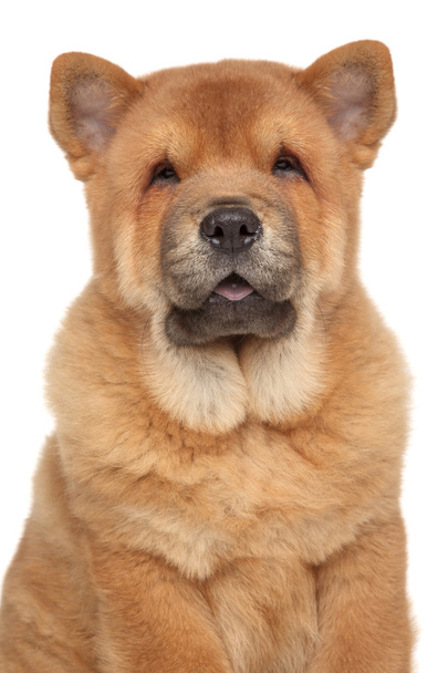 Chow Chow puppy close-up portrait - Фото, изображение