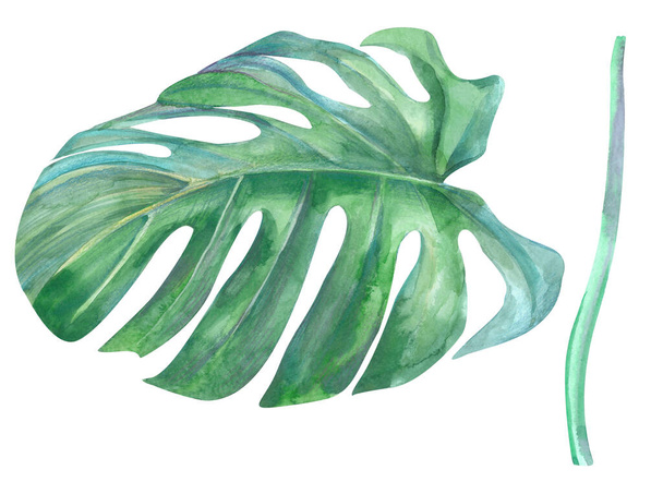 natural green monstera leaf and stem painted with watercolors - Foto, imagen