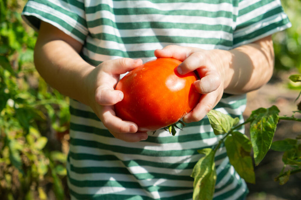 Raccolgo pomodori nella serra. Verdura in una mano di bambini. - Foto, immagini