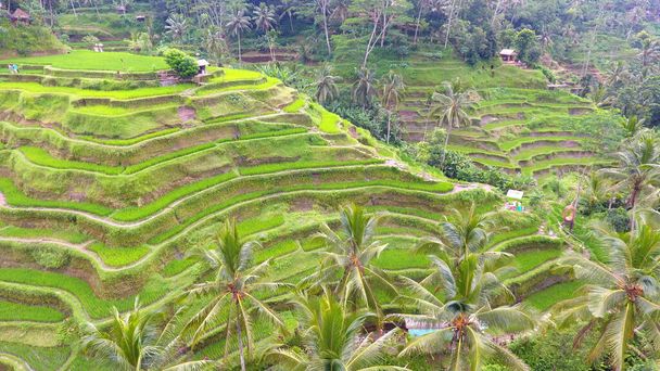Tegalalang rizs terasz található Tegalalang, Bali, Indonézia. Gyönyörű rizsföld, amely híres a teraszos elrendezése és innovatív öntözési rendszere miatt. Található, zárt, Ubud központjában, Bali. - Fotó, kép
