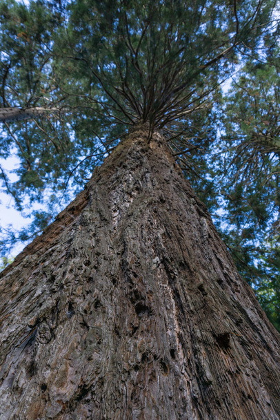 View of a redwood tree from below - Foto, immagini