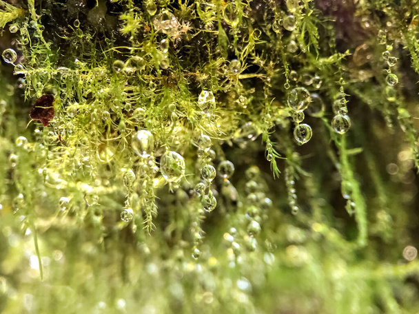 fond de mousse verte avec des gouttelettes d'eau après la pluie. - Photo, image