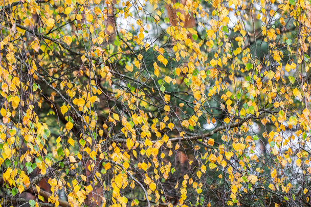 Ярко-желтые листья на березовых ветвях. Осенний фон - Фото, изображение