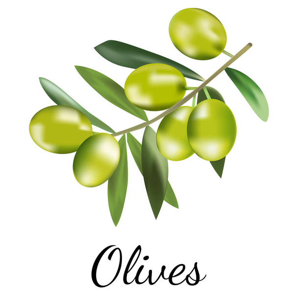  Vector illustratie van groene olijven tak geïsoleerd op witte achtergrond. Ontwerp voor olijfolie, natuurlijke cosmetica, gezondheidsproducten. Vlakke, eenvoudige stijl. - Vector, afbeelding