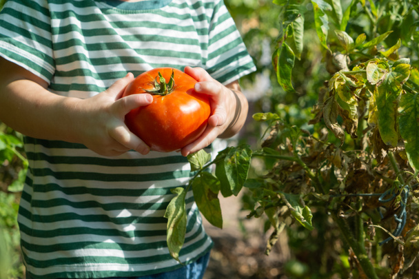 Raccolgo pomodori nella serra. Verdura in una mano di bambini. - Foto, immagini