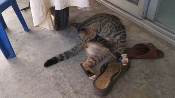 footage of the playful pussy cat - Filmmaterial, Video