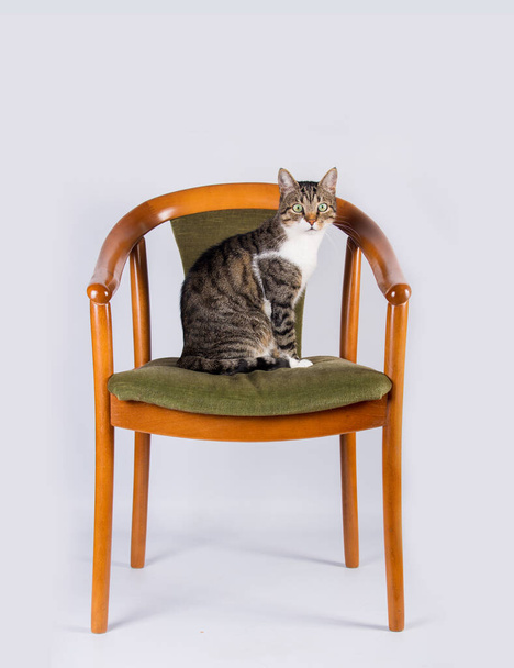 Gato bonito e bonito sentado e olhando para longe em uma cadeira velha única em sua nova casa isolada em um fundo de parede branca. Conceito de animais de estimação. - Foto, Imagem