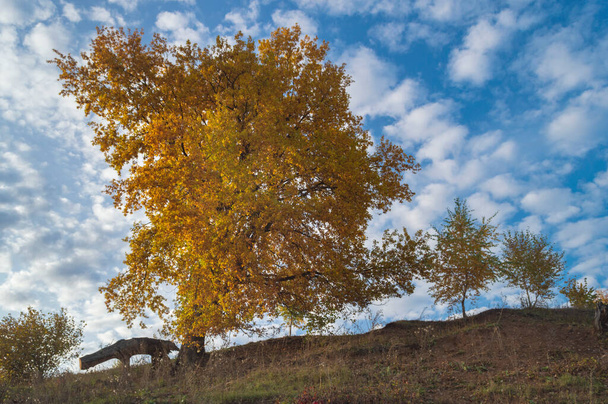 Gökyüzüne karşı altın yapraklarla kaplı, tepelerde duran büyük bir ağaç. Sonbahar günü. - Fotoğraf, Görsel