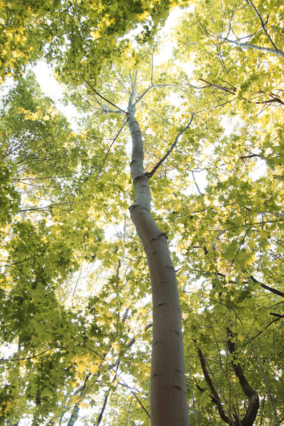 Crown of trees in the European forest. - Valokuva, kuva