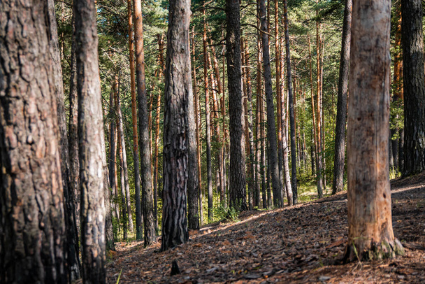 Pine forest view, summer landscape, forest trail - Фото, зображення