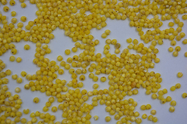 Very healthy and useful free-flowing groats, yellow millet scattered on a white matte background. Porridge from such cereals removes toxins from the body. - 写真・画像
