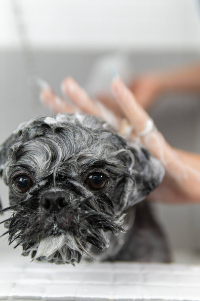 Mýdlo krásné Shih Tzu plemeno psa, během hygienické sprchy ve veterinární léčbě - Fotografie, Obrázek