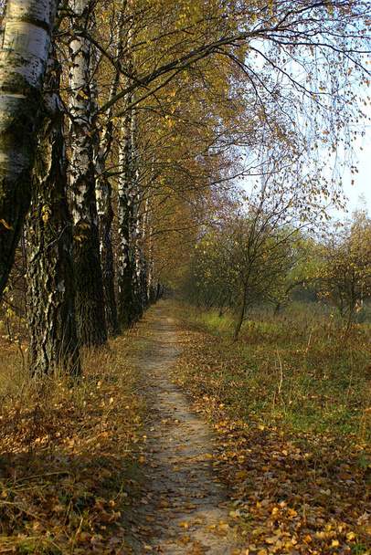 trail in the forest park along the birch trees - Photo, Image