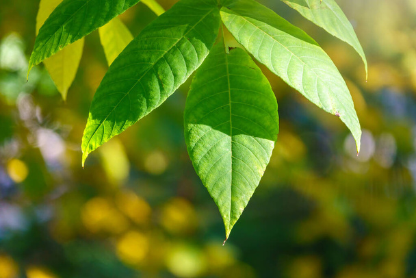 Green leaves of a bird cherry with blurred background in sunset light. Close-up nature view of green leaf on blurred background in garden - Foto, Imagen