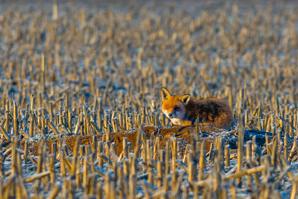 молода червона лисиця ховається на полі
 - Фото, зображення