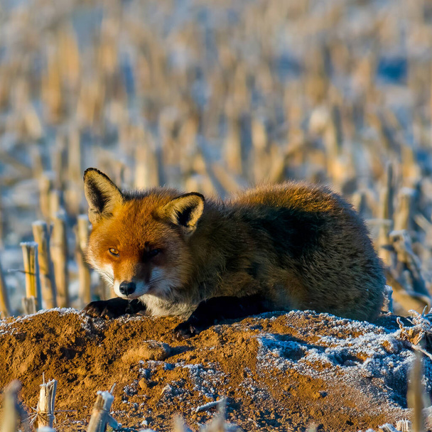fiatal vörös róka bujkál a pályán - Fotó, kép