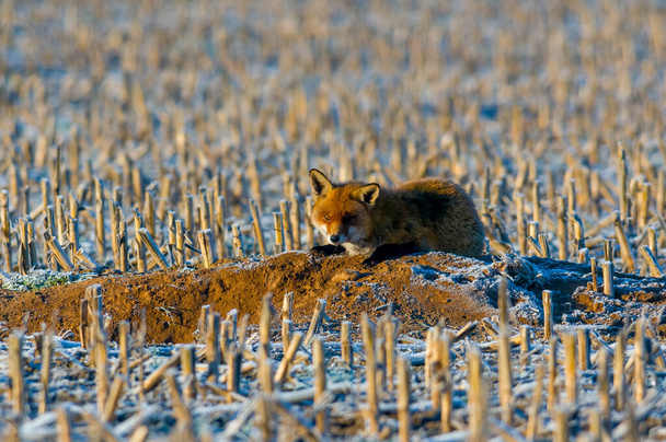 joven zorro rojo se esconde en el campo - Foto, Imagen