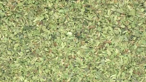 curly endive (alias frisee) zielone liście sałatki przydatne jako tło - Materiał filmowy, wideo