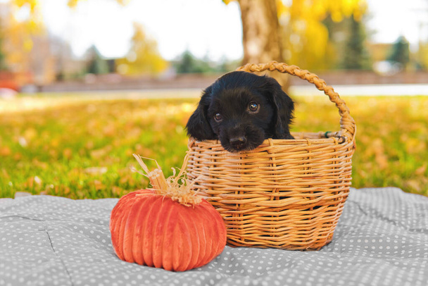Czarny szczeniak spaniel siedzi w wiklinowym koszu patrząc na dynię na trawniku z jesiennymi liśćmi. Koncepcja Halloween. - Zdjęcie, obraz