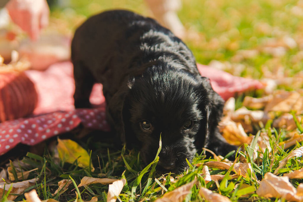 秋の葉を持つ緑の芝生の上を歩いている小さな黒い子犬. - 写真・画像