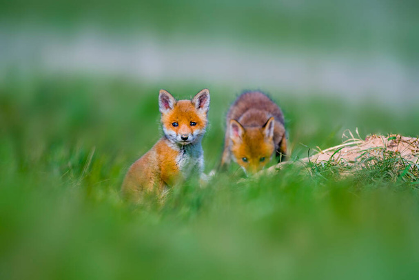 若い赤いキツネの赤ちゃんが緑の草原で遊んでいます - 写真・画像