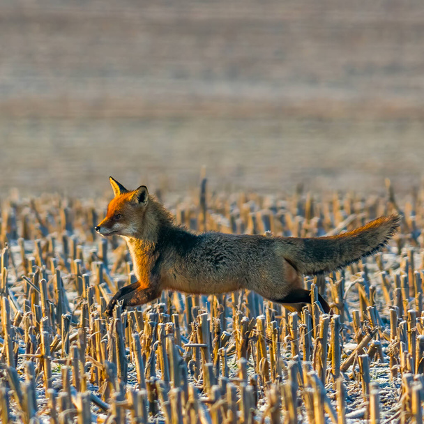 若い赤い狐が畑に隠れています - 写真・画像