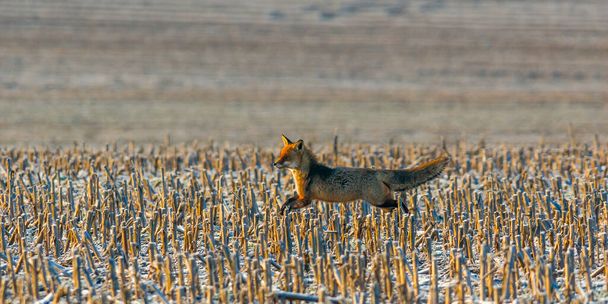若い赤い狐が畑に隠れています - 写真・画像