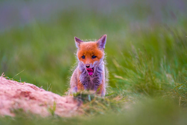 Mladé červené lišky si hrají na zelené louce - Fotografie, Obrázek